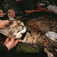 Mihec tehta 12 kilogramov in je v dobri fizični kondiciji.
