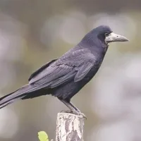 Vrane napadajo