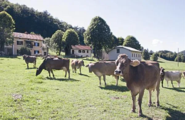 V Italiji naj bi od leta 2001 veljali strogi zakoni glede klanja goveda.