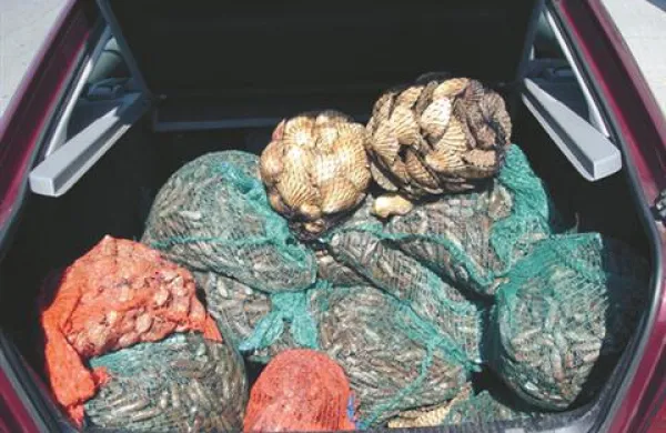 Poleg datljev so zasegli tudi nekaj kilogramov dondol in kapesant.