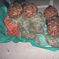 Koprski kriminalisti so na območju Slovenije zasegli 600 kilogramov zaščitenih morskih datljev.