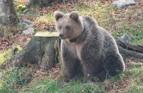 Volk ubit, ovce pa &scaron;e bolj ogrožene