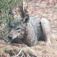 Brin je bil prvi ulovljeni volk za raziskovalne namene. Imel je rumeno ovratnico, pa ga je lovec (v okviru sicer dovoljenega odstrela) kljub temu pomotoma ustrelil in   projektu Life+ Slowolf s tem povzročil nepopravljivo škodo.