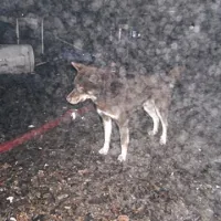 Iz goreče barake re&scaron;ili &scaron;tiri koko&scaron;i in psa