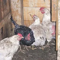 Iz goreče barake re&scaron;ili &scaron;tiri koko&scaron;i in psa