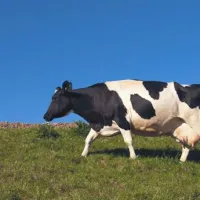 Nemški prehrambeni proizvodi naj ne bi v nobenem trenutku bili nevarni za zdravje.