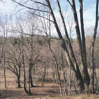 Na Krasu je veliko travnikov, ki jih zarašča drevje in grmovje, in bi jih lahko v večji meri izkoristili za ogrevanje.