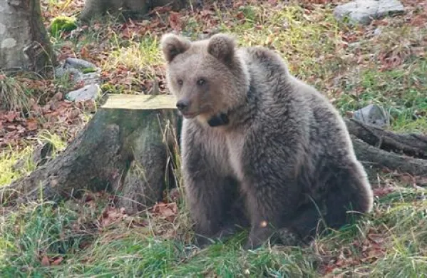 To seveda ni Branko, ta se spretno izmika, videl ga je le Andrej Šorli