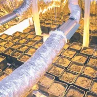 V laboratoriju je 24-letnik posadil 43 manjših rastlin konoplje.