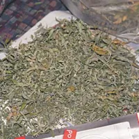 Policisti so v okviru hišne preiskave  zasegli približno 1,8 kilograma posušene konoplje 