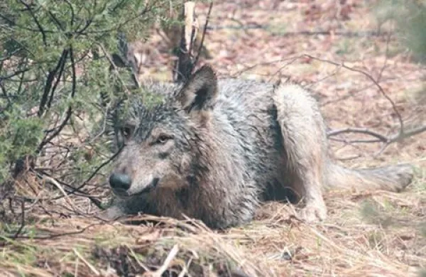 Po pojasnilih rejcev drobnice naj bi volk na Krasu vsako leto povzročal večjo škodo.