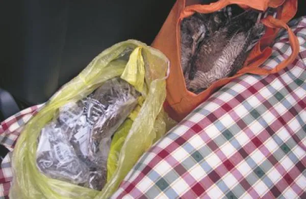 Hrvat je v vrečkah za voznikovim sedežem skrival 37 ptic kljunačev.