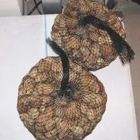 33-letnemu Slovencu so na mejnem prehodu Dragonja zasegli skoraj 18 kilogramov morskih školjk mušol.