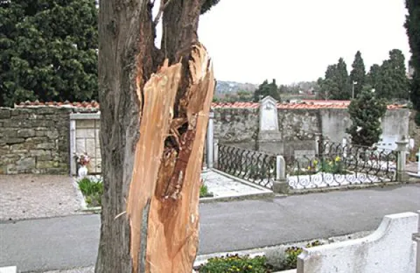 A piranskega pokopališča bodo odstranili 18 cipres, ki jih bodo v roku enega leta nadomestili z mladimi in zdravimi, nekatere ciprese pa bodo sanirali. 