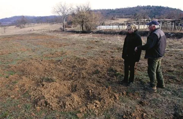 Spomladanska potreba po beljakovinah divje prašiče žene v takšno ritje travnikov (fotografija je iz Stomaža na Vrheh), na katerih kmetje za eno sezono lahko kar opustijo misel na košnjo