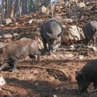 Marija Terezija je dala divje prašiče iztrebiti, zdaj pa so stvarnost. Pogosto tudi  zelo moteča.