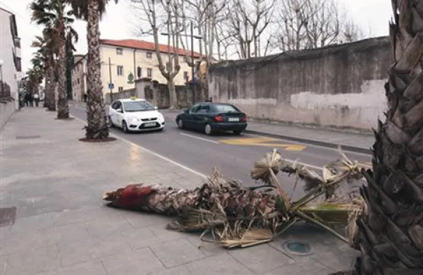 V Cankarjevi ulici v Kopru je burja odlomila zgornji del palme. 