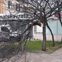 V središču Ankarana je lomilo veje.