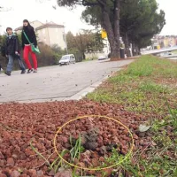 Pasje “stranišče” ob pred kratkim obnovljeni Tomšičevi ulici ob Badaševici
