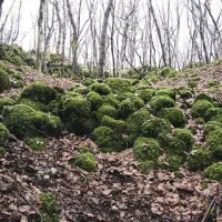 Svečenik in svečenice so se po tem pobočju vzpenjali ob luči bakle in siju mesečine.