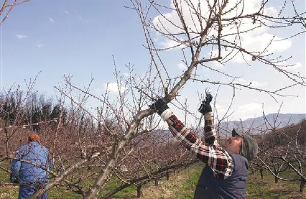 Če bi novi lastnik Fructala proizvodnjo preselil, bi kmetje  opuščali nasade ali pa se preusmerili k sadnim sortam breskev