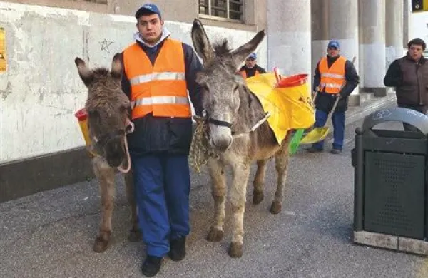 Osli so krotki in družabni in se zlahka znajdejo v mestu, pravijo strokovnjaki. 