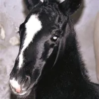 Žrebiček se je ob prihodu na svet že postavil na noge.
