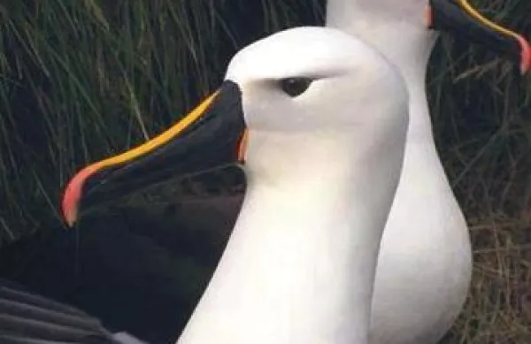 Na atolu Midway je poginilo najmanj tisoč odraslih laysanskih albatrosov in več tisoč njihovih mladičev. Fotografija je simbolična. 