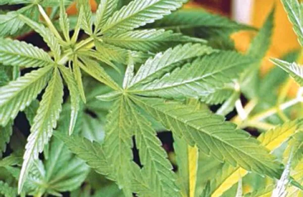 Policisti so med hišno preiskavo zasegli 13 sadik, ki so v višino merile približno 80 centimetrov ter večjo količino posušene konoplje. 