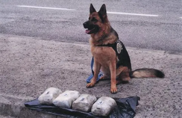 20-letnemu Novogoričanu je policist s pomočjo službenega psa zasegel prepovedano drogo. Fotografija je simbolična.