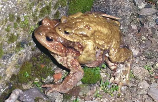 15 prostovoljcev je na cesti med Matavunom in Ribnico pomagalo približno 300 žabam čez cesto.