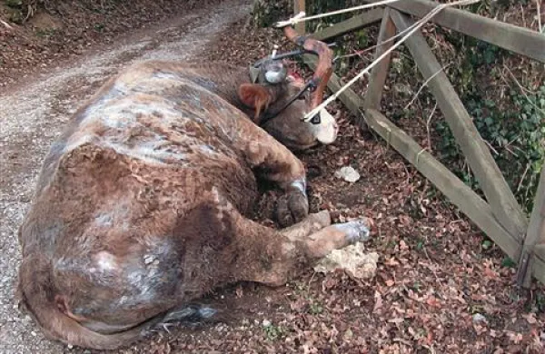 Ker je žival neznosno trpela, se je veterinar odločil, da ji skrajša trpljenje.