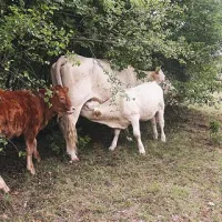 Pašniki, ki jih popasejo krave,  vrsto let za državo niso bili “obdelane” kmetijske površine in jim je zato odvzela subvencije