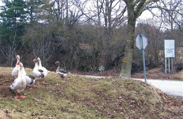 Slovenska vojska  vadišče Poček in strelišče Bač potrebuje, stroški za ureditev pa bodo predvidoma znašali 25 milijonov evrov, pravijo na obrambnem ministrstvu.