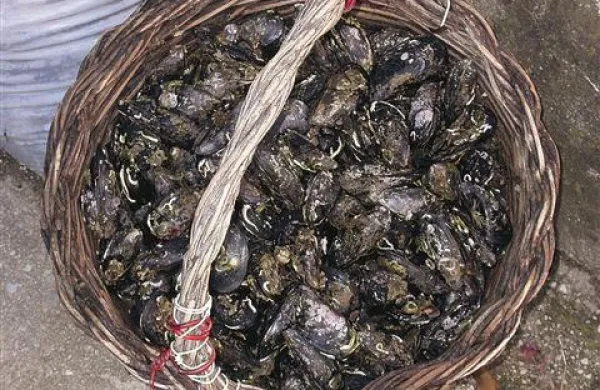 Vsi slovenski školjkarji bi  lahko na leto pridelali približno 800 ton školjk