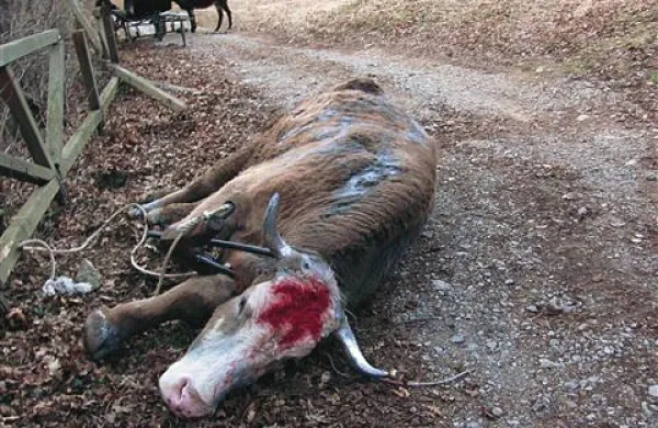 Volu je uradni veterinar na pustni ponedeljek skrajšal trpljenje