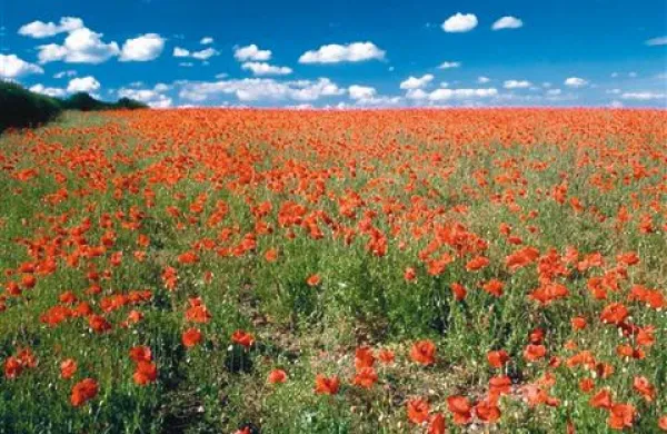 Poleti je alergij praviloma manj kot spomladi 