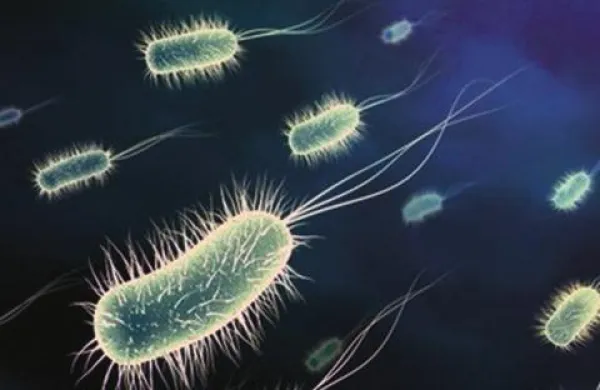 Bakterija metalo-beta-laktamaza (NDM-1) je odporna na skoraj vse poznane antibiotike.