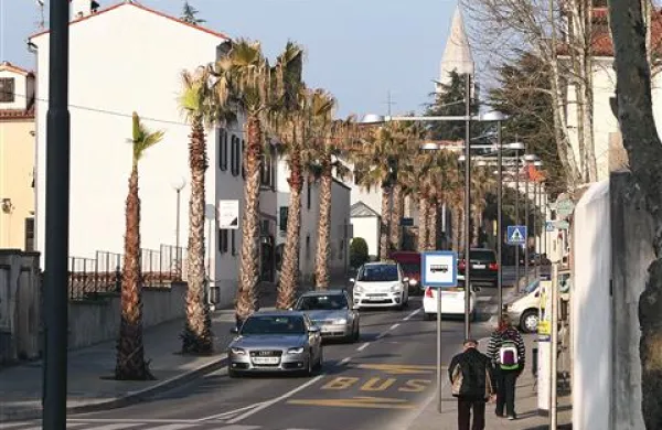 Pred začetkom turistične sezone bodo palmam porezali vse rjave, viseče  liste.