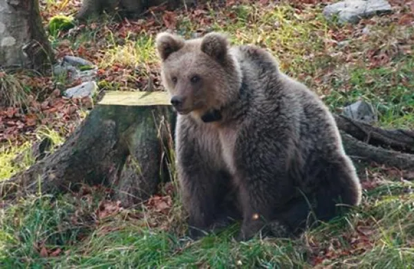 Gobar je medvedu, ki je počival na dnevnem ležišču, stopil na glavo. Fotografija je simbolična.