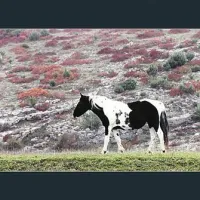 Rok Dolničar: Konj, barvna fotografija, 2007