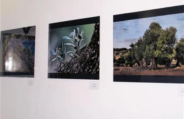 Fotografski natečaj Oljka