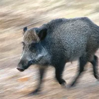 Avto se je prvemu prašiču uspel izogniti, motorist, ki je vozil za njim, pa je trčil v drugega.
