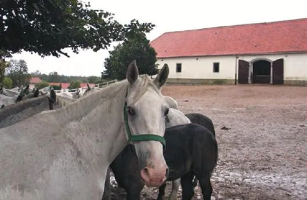 SDS pričakuje pojasnila glede poginov in bolezni konj iz Kobilarne Lipica marca letos.