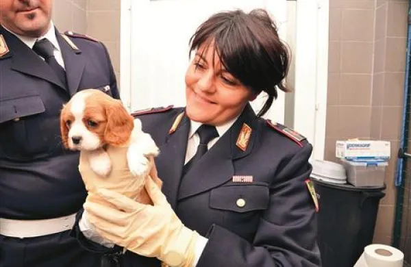 Tržaški policisti so psičke zasegli in predali v oskrbo veterinarjem.
