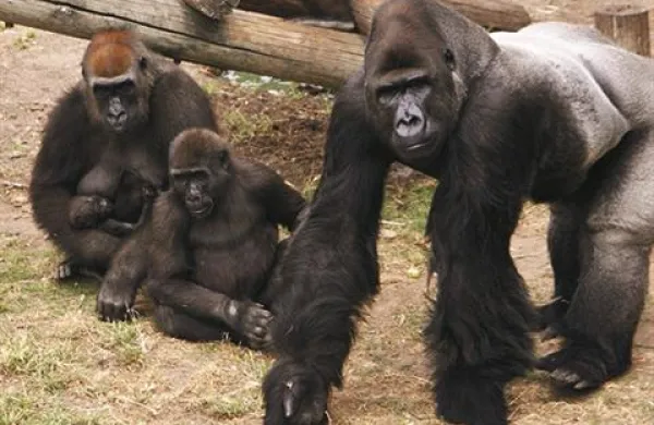 Na Dunaju bodo z zbiranjem neuporabnih mobilnih telefonov zbirali denar za  Inštitut Jane Goodall, ki se bori za zaščito živali in njihovih naravnih okolij, ohranjanje narave in razvoj Afrike.  
