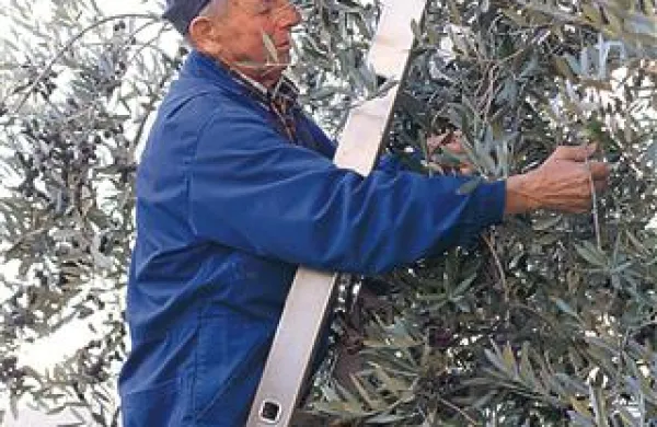 Tudi vinarji imajo oljke: Salko Simčič iz Ceglega.