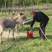 Rudi Koršič ima na svoji turistični kmetiji tudi tri istrske osličke.