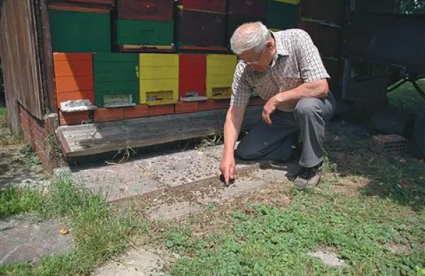 Nekatere čebele omagajo  tik pred ciljem, preden se vrnejo v panj torej.