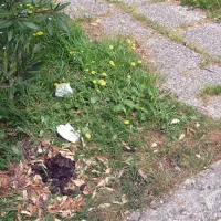 Človeški iztrebki kot  okras zelenic? Upamo, da le,  dokler ne bodo znova odprli upravne stavbe in njenih sanitarij.    
